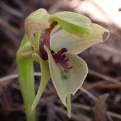 Chiloglottis valida at Mount Buffalo, VIC - 4 Sep 2023