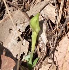 Chiloglottis valida at Mount Buffalo, VIC - 4 Sep 2023