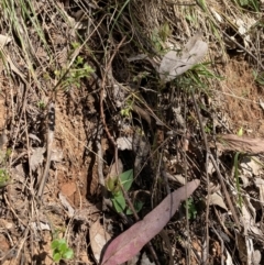 Chiloglottis valida at Mount Buffalo, VIC - 4 Sep 2023