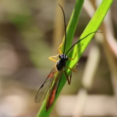 Heteropelma scaposum (Two-toned caterpillar parasite wasp) at Wodonga, VIC - 6 Sep 2023 by KylieWaldon