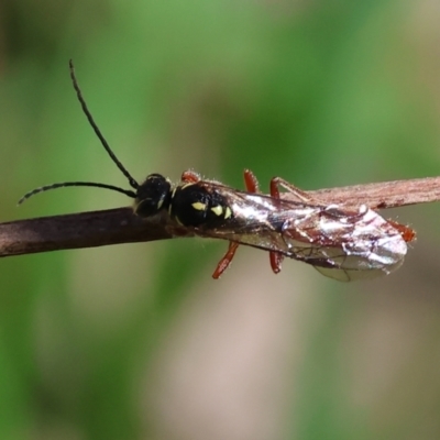 Unidentified Parasitic wasp (numerous families) at Wodonga, VIC - 6 Sep 2023 by KylieWaldon