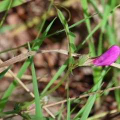 Vicia sativa (Common Vetch) at Wodonga, VIC - 6 Sep 2023 by KylieWaldon