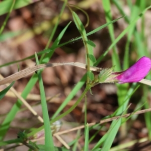 Vicia sativa at Wodonga, VIC - 6 Sep 2023 11:34 AM