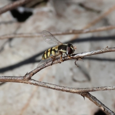 Unidentified Hover fly (Syrphidae) at Jack Perry Reserve - 6 Sep 2023 by KylieWaldon