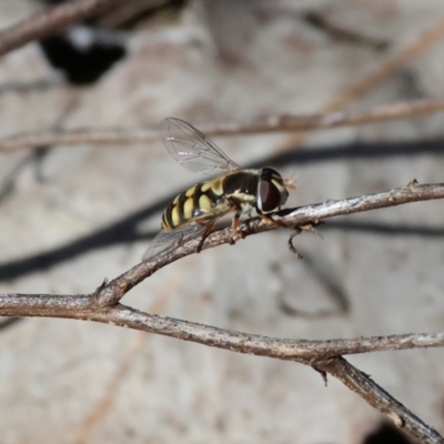 Simosyrphus grandicornis (Common hover fly) at Wodonga, VIC - 6 Sep 2023 by KylieWaldon