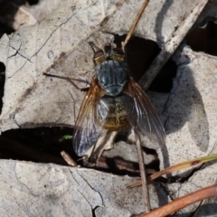 Unidentified True fly (Diptera) at Jack Perry Reserve - 6 Sep 2023 by KylieWaldon