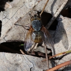 Unidentified True fly (Diptera) at Wodonga - 6 Sep 2023 by KylieWaldon