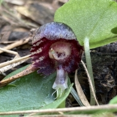 Corybas diemenicus at Talmalmo, NSW - 28 Aug 2023 by AnneG1