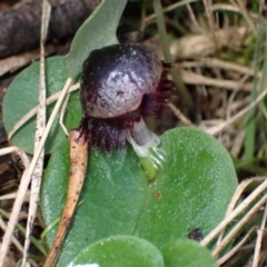 Corybas diemenicus at Talmalmo, NSW - suppressed