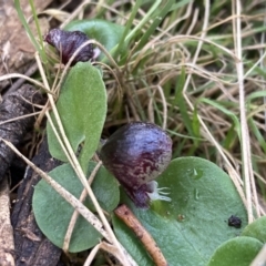 Corybas diemenicus at Talmalmo, NSW - suppressed