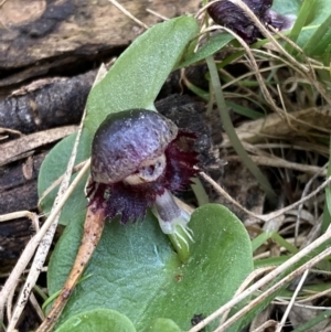 Corybas diemenicus at Talmalmo, NSW - suppressed