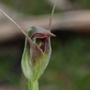 Pterostylis pedunculata at Talmalmo, NSW - 28 Aug 2023