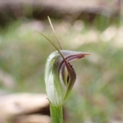 Pterostylis pedunculata at Talmalmo, NSW - suppressed