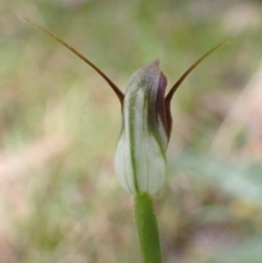 Pterostylis pedunculata at Talmalmo, NSW - 28 Aug 2023