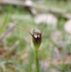 Pterostylis pedunculata at Talmalmo, NSW - 28 Aug 2023