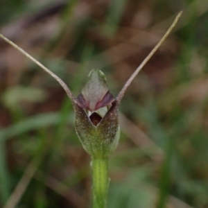 Pterostylis pedunculata at Talmalmo, NSW - suppressed