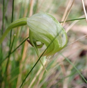 Pterostylis nutans at Talmalmo, NSW - suppressed