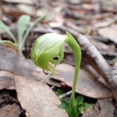 Pterostylis nutans at Talmalmo, NSW - suppressed