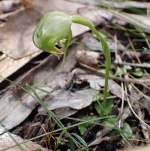 Pterostylis nutans at Talmalmo, NSW - suppressed