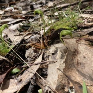 Pterostylis nutans at Talmalmo, NSW - suppressed