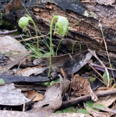 Pterostylis nutans at Talmalmo, NSW - 28 Aug 2023