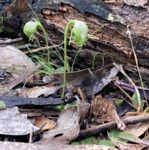 Pterostylis nutans at Talmalmo, NSW - suppressed