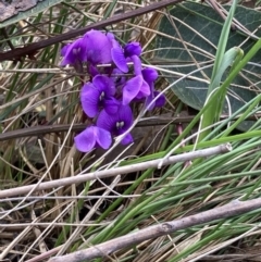 Hardenbergia violacea at Talmalmo, NSW - 28 Aug 2023 02:08 PM