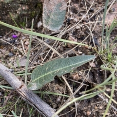 Hardenbergia violacea at Talmalmo, NSW - 28 Aug 2023