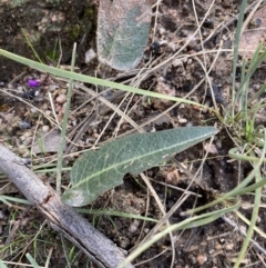 Hardenbergia violacea at Talmalmo, NSW - 28 Aug 2023 02:08 PM