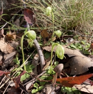 Pterostylis nutans at Talmalmo, NSW - suppressed