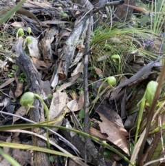 Pterostylis nutans at Talmalmo, NSW - 28 Aug 2023