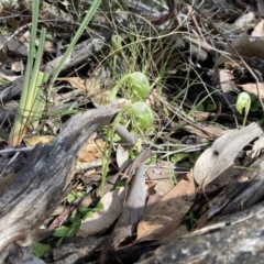 Pterostylis nutans at Talmalmo, NSW - 28 Aug 2023