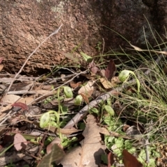 Pterostylis nutans at Talmalmo, NSW - 28 Aug 2023