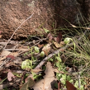 Pterostylis nutans at Talmalmo, NSW - suppressed