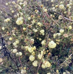 Acacia gunnii (Ploughshare Wattle) at Wamboin, NSW - 28 Aug 2023 by Komidar