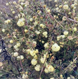 Acacia gunnii at Wamboin, NSW - 28 Aug 2023 08:29 AM