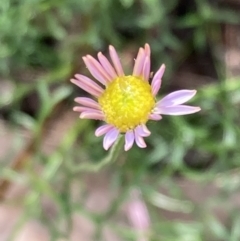 Brachyscome multifida (Cut-leaf Daisy) at Woomargama National Park - 28 Aug 2023 by AnneG1