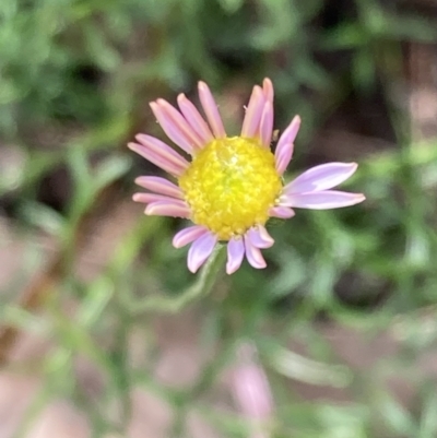 Brachyscome multifida (Cut-leaf Daisy) at Woomargama National Park - 28 Aug 2023 by AnneG1