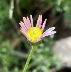 Brachyscome multifida at Woomargama, NSW - 28 Aug 2023