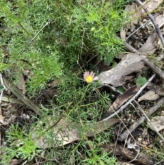 Brachyscome multifida at Woomargama, NSW - 28 Aug 2023