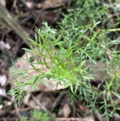 Brachyscome multifida at Woomargama, NSW - 28 Aug 2023 02:24 PM