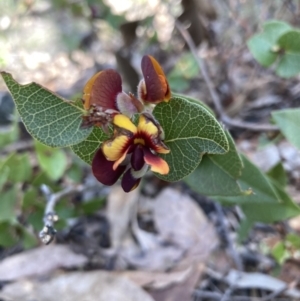 Platylobium formosum at Woomargama, NSW - 28 Aug 2023