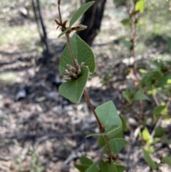 Platylobium formosum at Woomargama, NSW - 28 Aug 2023