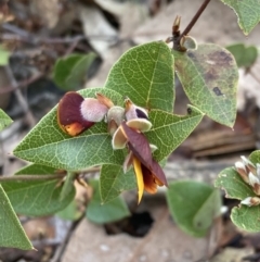 Platylobium formosum at Woomargama, NSW - 28 Aug 2023