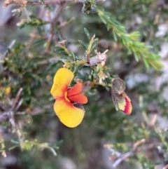 Dillwynia sericea (Egg And Bacon Peas) at Woomargama, NSW - 28 Aug 2023 by AnneG1