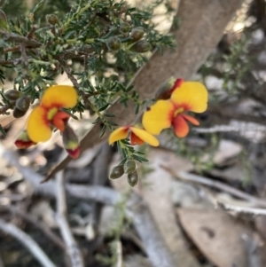 Dillwynia sericea at Woomargama, NSW - 28 Aug 2023