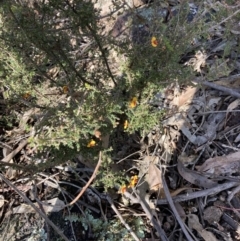 Dillwynia sericea at Woomargama, NSW - 28 Aug 2023 02:40 PM