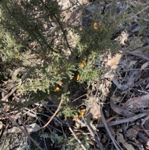 Dillwynia sericea at Woomargama, NSW - 28 Aug 2023 02:40 PM