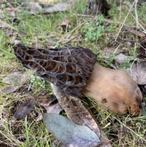 Morchella elata group at Woomargama, NSW - 28 Aug 2023 03:02 PM