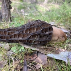 Morchella elata group at Woomargama, NSW - 28 Aug 2023 03:02 PM